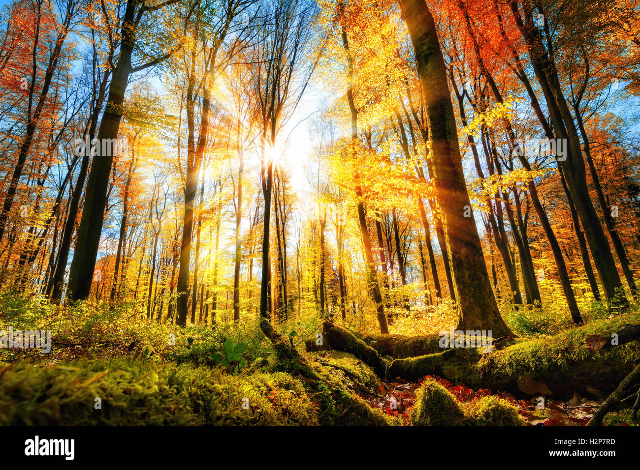 Paesaggio autunnale una foresta colorati, con il sole che illumina il oro e foglie rosse Foto Stock
