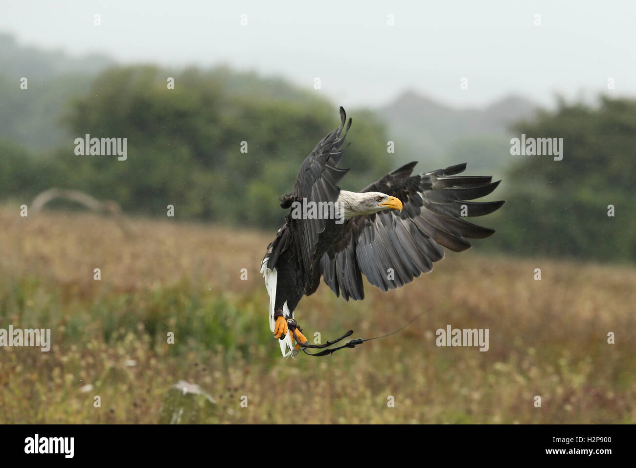 Close up di un aquila calva battenti sotto la pioggia Foto Stock
