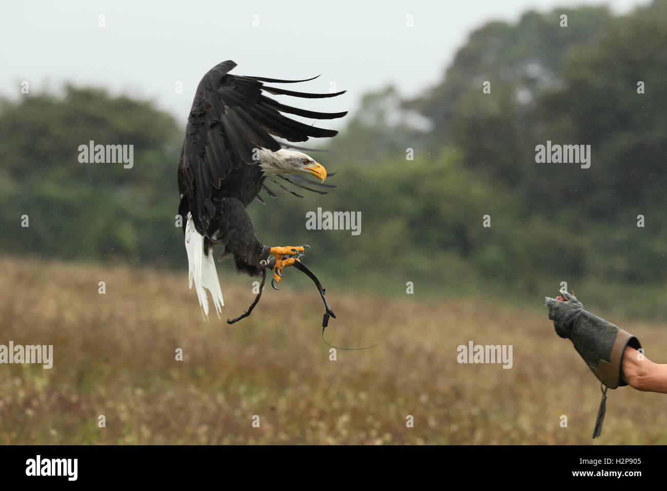 Close up di un aquila calva atterraggio su una falconer guanto sotto la pioggia Foto Stock