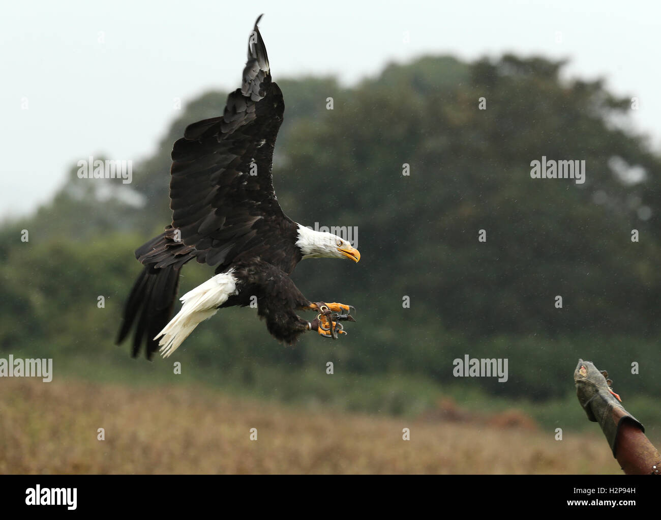 Close up di un aquila calva atterraggio su una falconer guanto sotto la pioggia Foto Stock