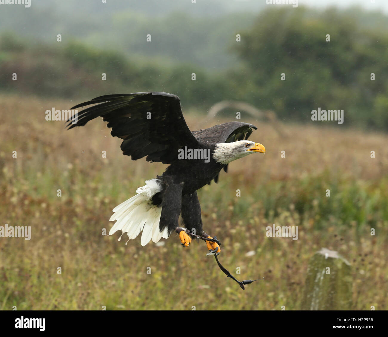 Close up di un aquila calva battenti sotto la pioggia Foto Stock