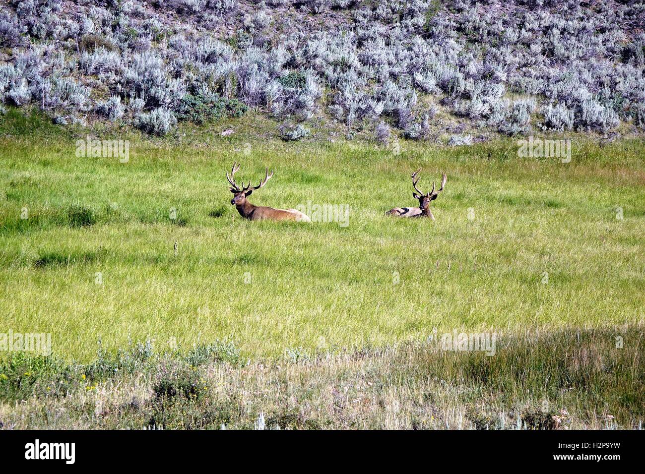 Due bull elks in appoggio in una zona erbosa del Parco Nazionale di Yellowstone Foto Stock