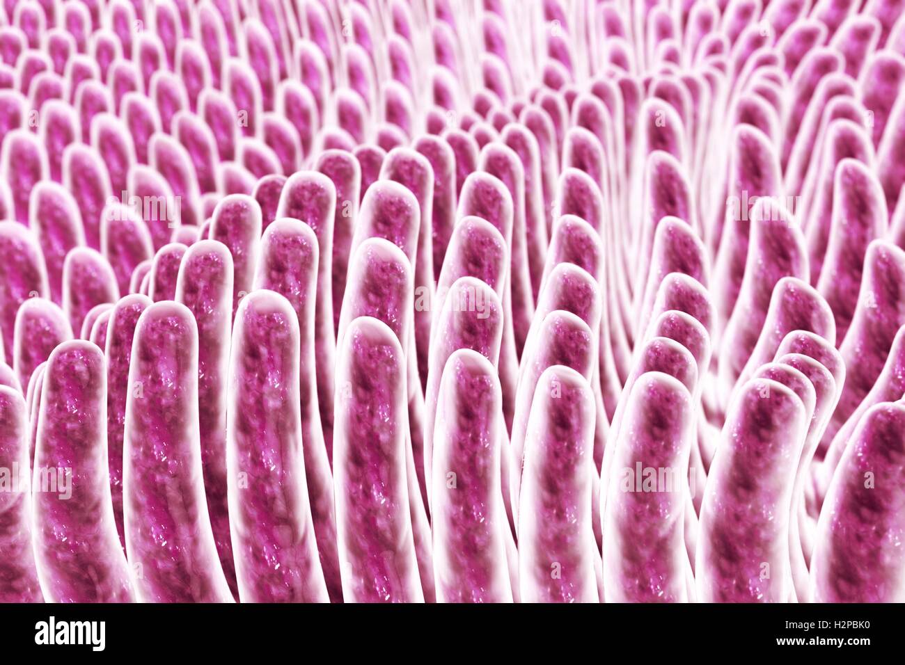Villi intestinali, illustrazione del computer. Villi sono dita che ne aumentano notevolmente la superficie intestinale area per l'assorbimento di nutrienti dal cibo. Foto Stock Villi intestinali, illustrazione del computer. Villi sono dita che ne aumentano notevolmente la superficie intestinale area per l'assorbimento di nutrienti dal cibo. Foto Stock