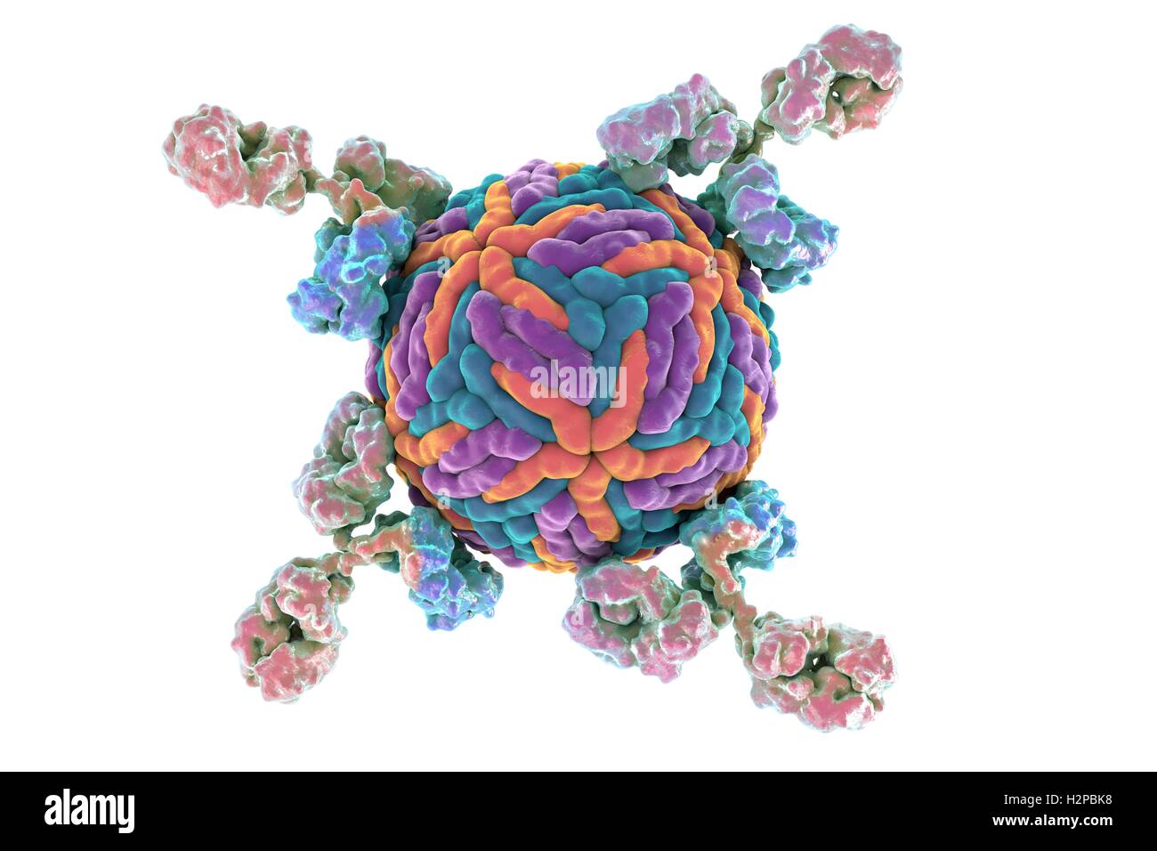 Gli anticorpi per fissaggio Zika, virus di computer illustrazione. Immagine concettuale che mostra il potenziale della diagnosi di anticorpo in Zika infezione da virus. Foto Stock