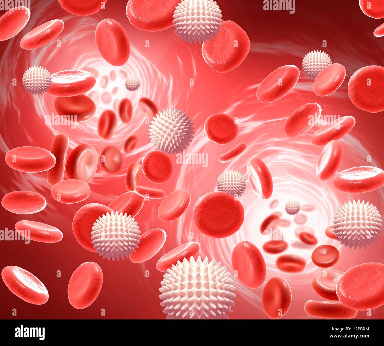 Illustrazione dei globuli rossi e dei globuli bianchi. Foto Stock