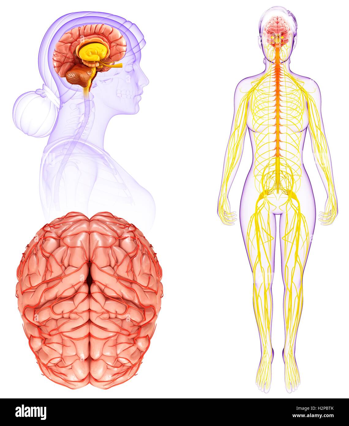 Illustrazione del cervello e del sistema nervoso. Foto Stock