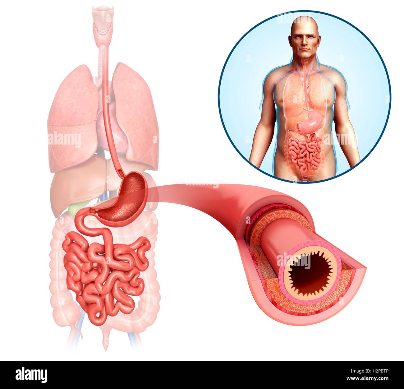 Illustrazione dei maschi di intestino tenue strati anatomici. Foto Stock