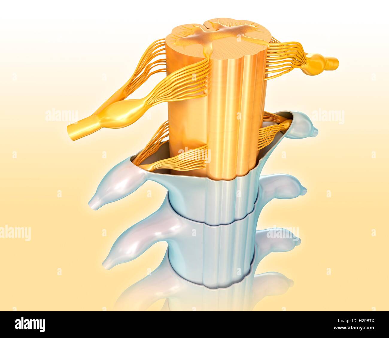 Illustrazione del midollo spinale sezione trasversale. Foto Stock