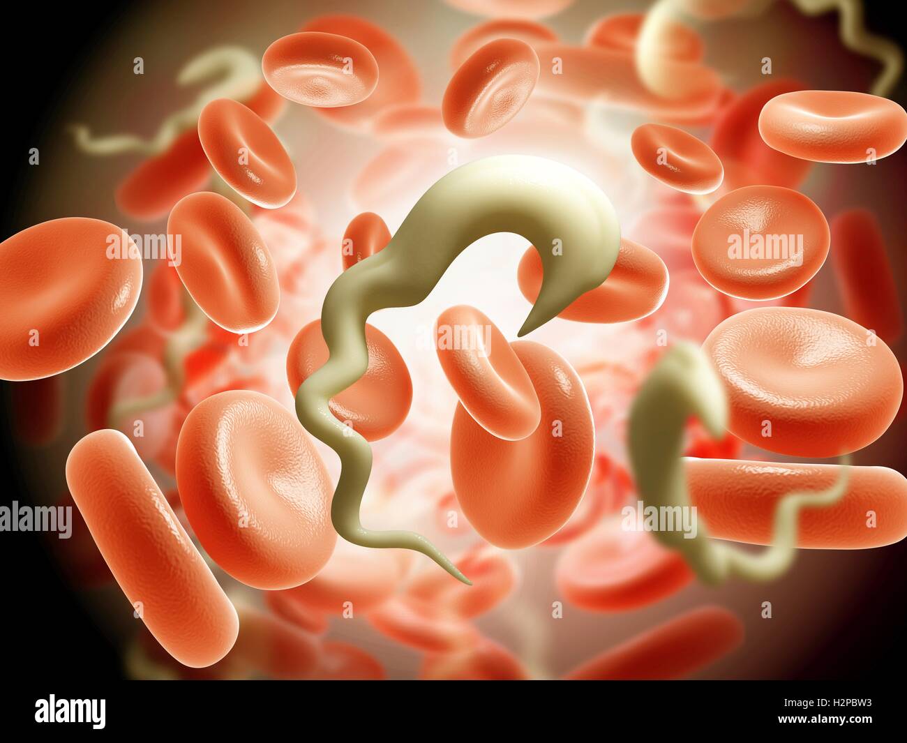 Illustrazione della malattia del sonno parassiti nel sangue. Foto Stock