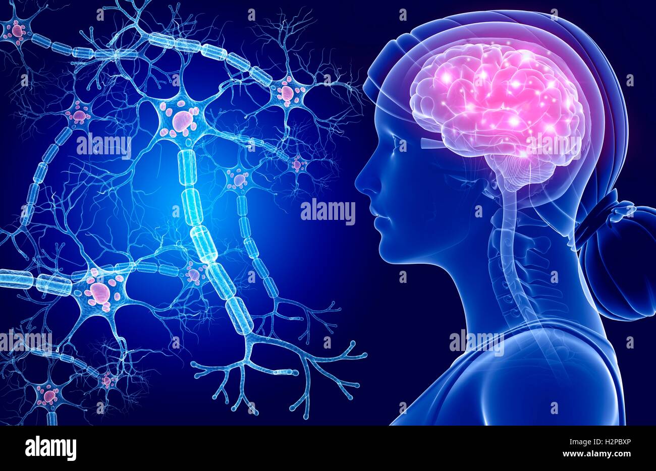 Illustrazione di un cervello umano e le cellule nervose. Foto Stock