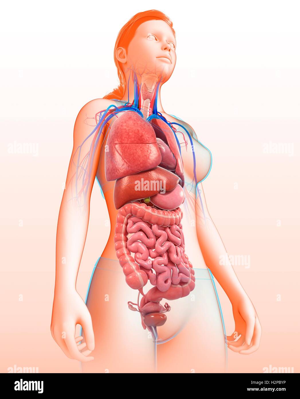Illustrazione del corpo femmina organi. Foto Stock