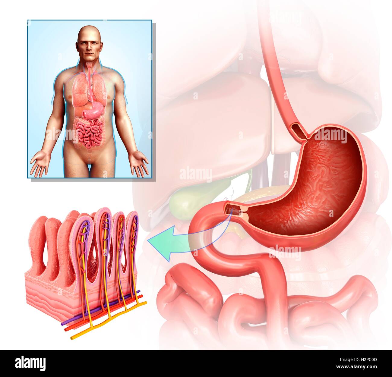 Illustrazione di anatomia dello stomaco e dei villi intestinali. Foto Stock Illustrazione di anatomia dello stomaco e dei villi intestinali. Foto Stock