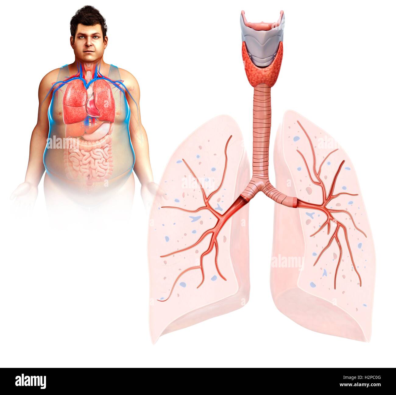 Illustrazione dei maschi di anatomia del polmone. Foto Stock