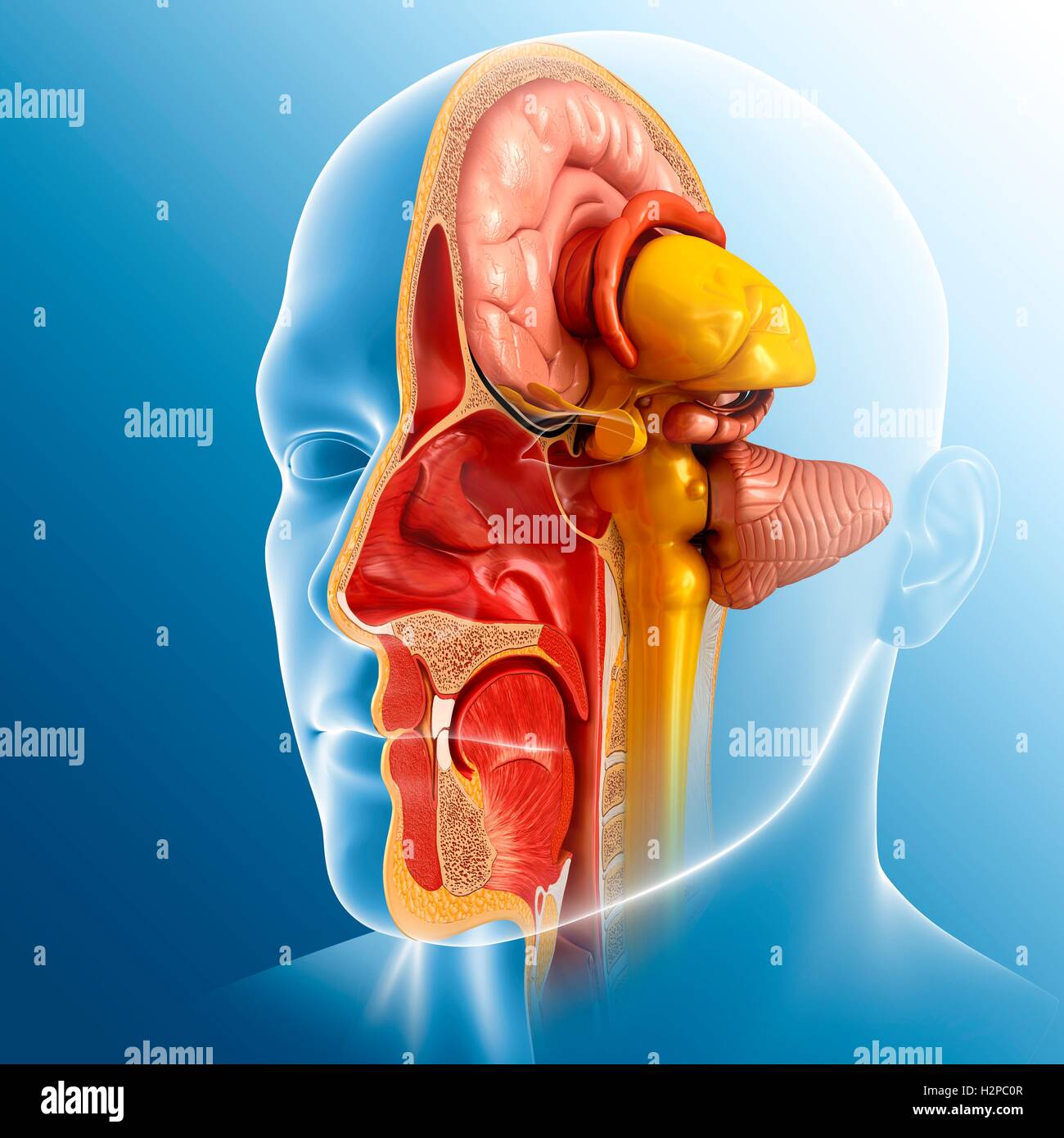 Illustrazione del cervello umano e mesencefalo anatomia. Foto Stock