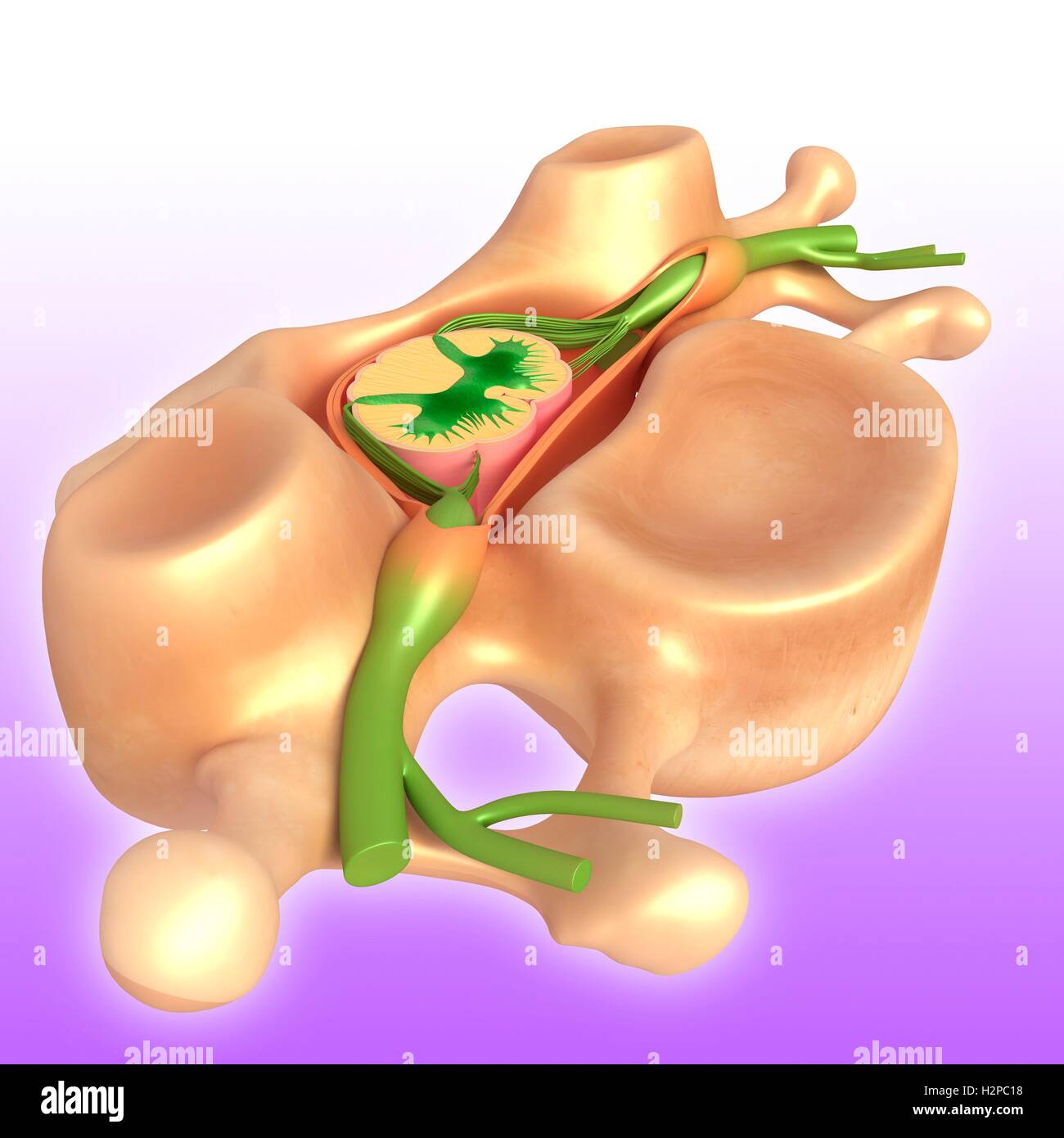Illustrazione di una vertebra umana e anatomia spinale. Foto Stock