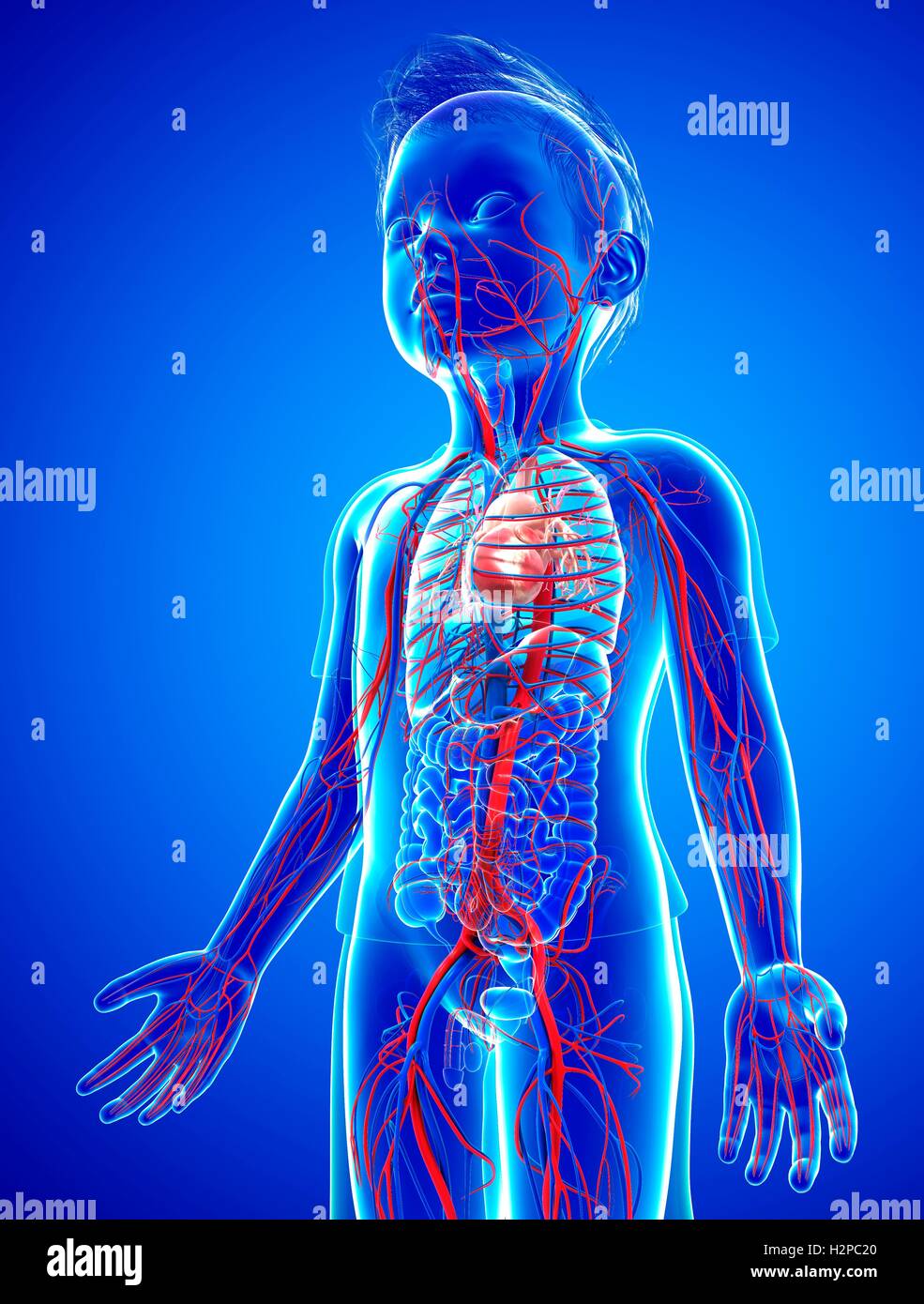 Illustrazione di un bambino del sistema circolatorio. Foto Stock