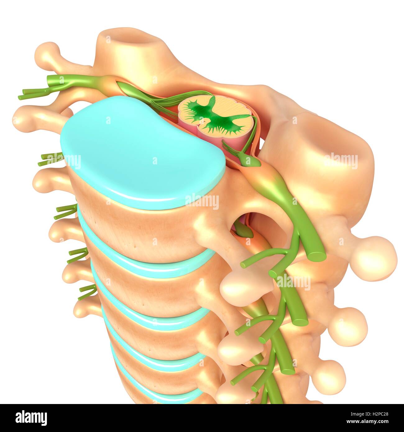 Illustrazione delle vertebre lombari e anatomico spinale. Foto Stock