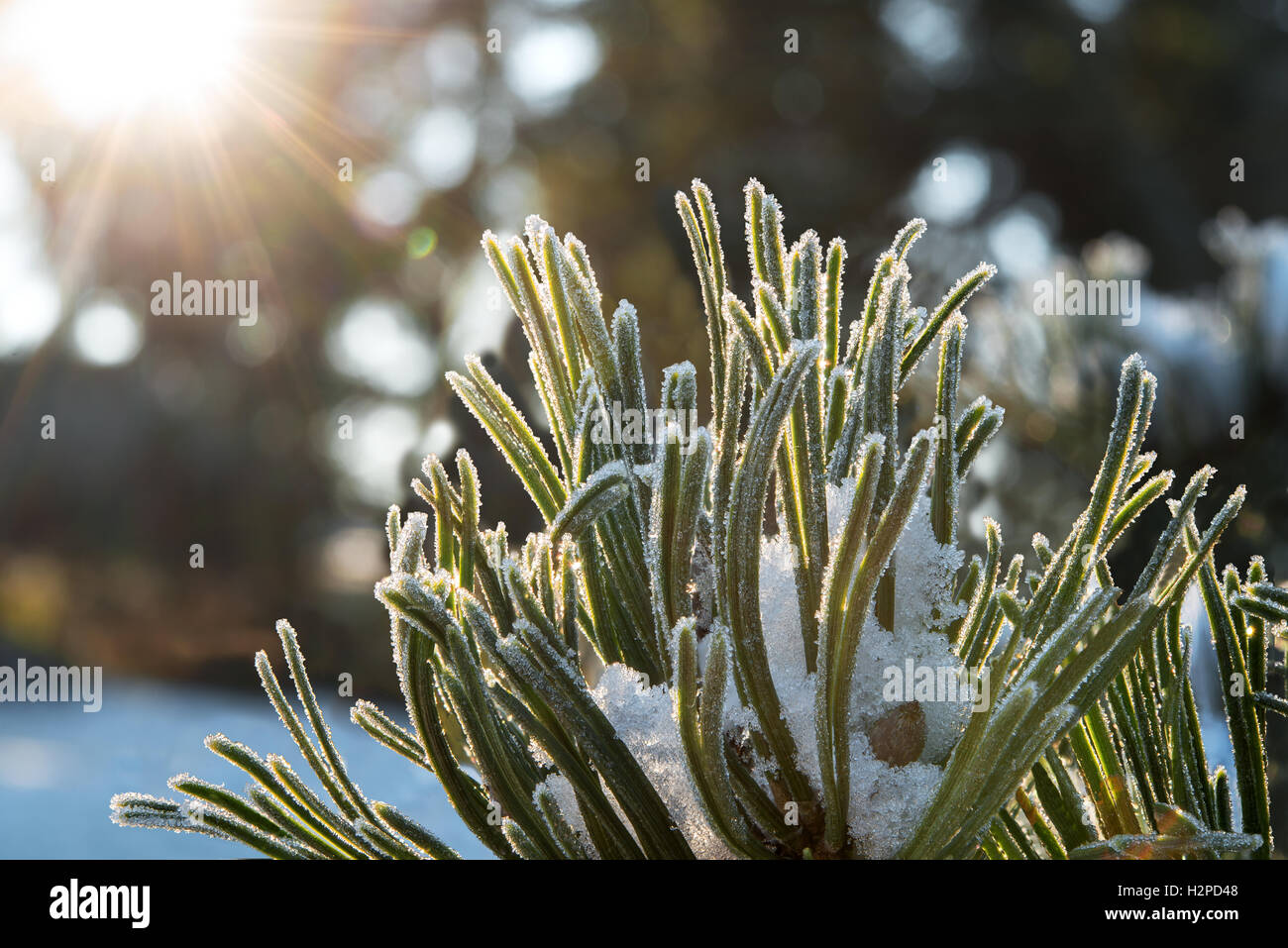Frosty aghi di pino con cristalli di ghiaccio al sole del mattino Foto Stock
