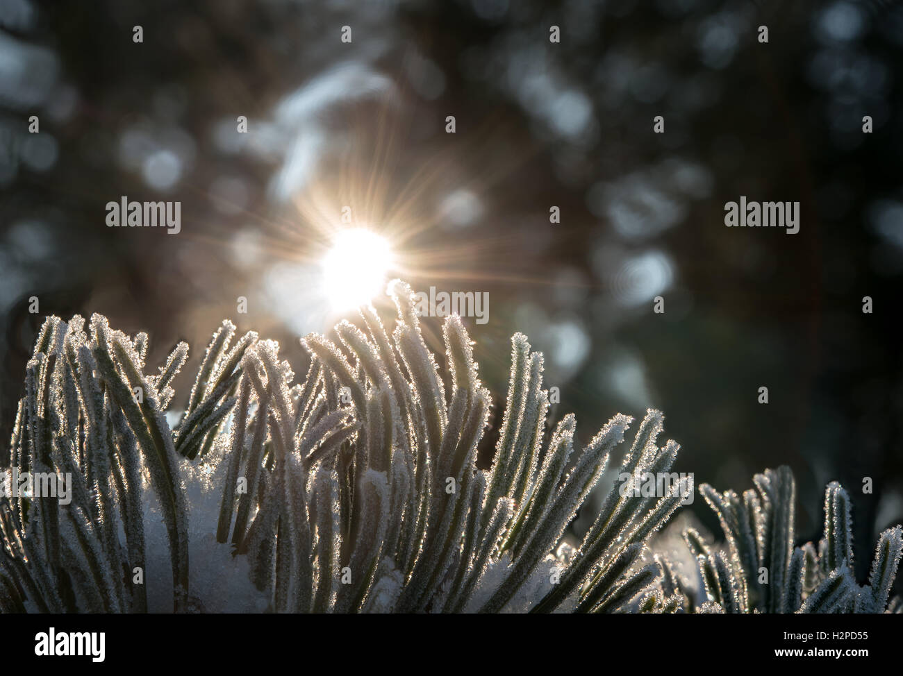Congelati gli aghi di pino contro la luce Foto Stock