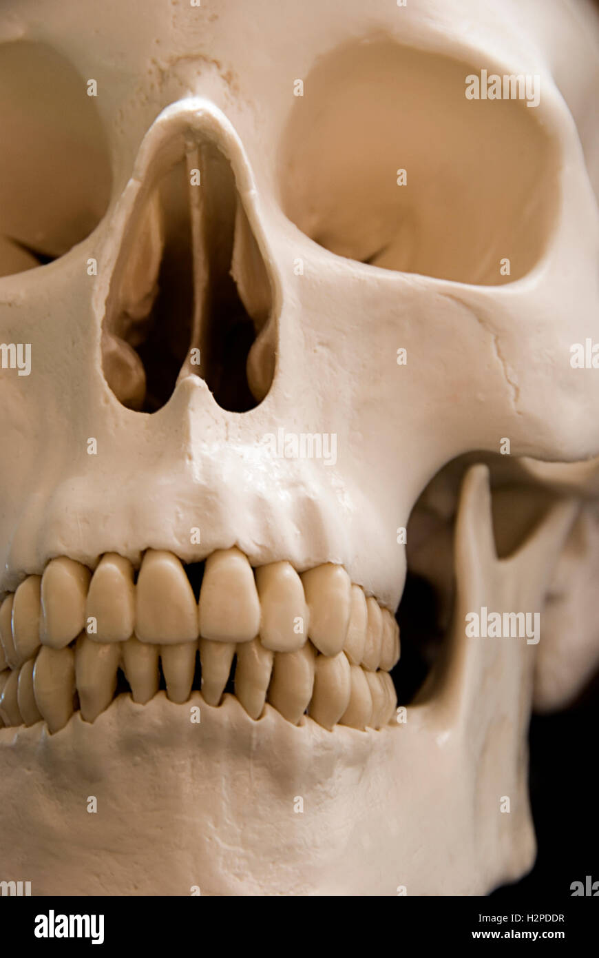 Cranio umano closeup Foto Stock