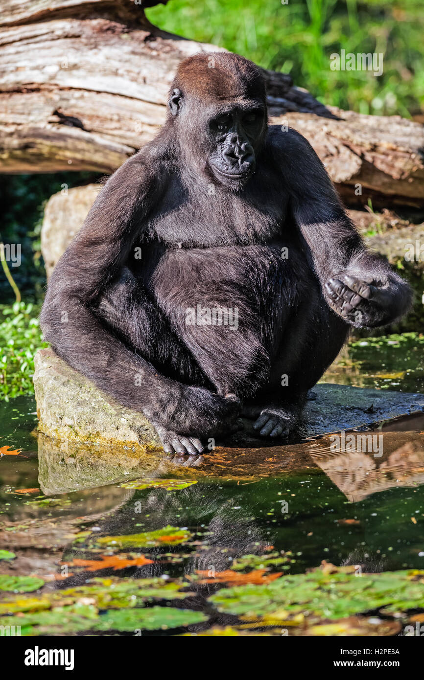 Gorilla di seduta a l'acqua del fiume Foto Stock