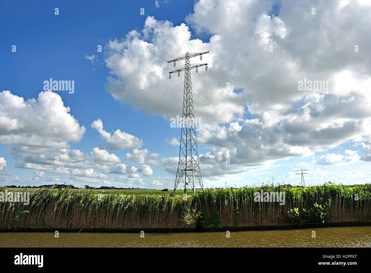 Mucca mucche erba verde Farm paesaggio agricolo Friesland Fryslan Paesi Bassi Foto Stock