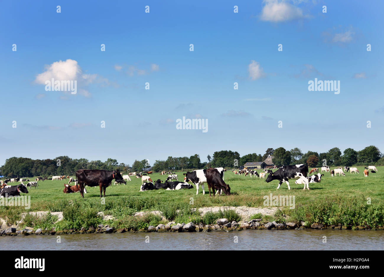 Mucche di mucca ,Erba Verde,Fattoria agricola, Frisia del paesaggio, Fryslan Paesi Bassi, Foto Stock