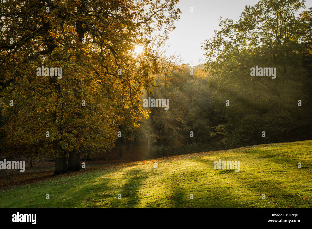 Sole autunnale nei boschi, lickey boschi, Birmingham, Regno Unito Foto Stock