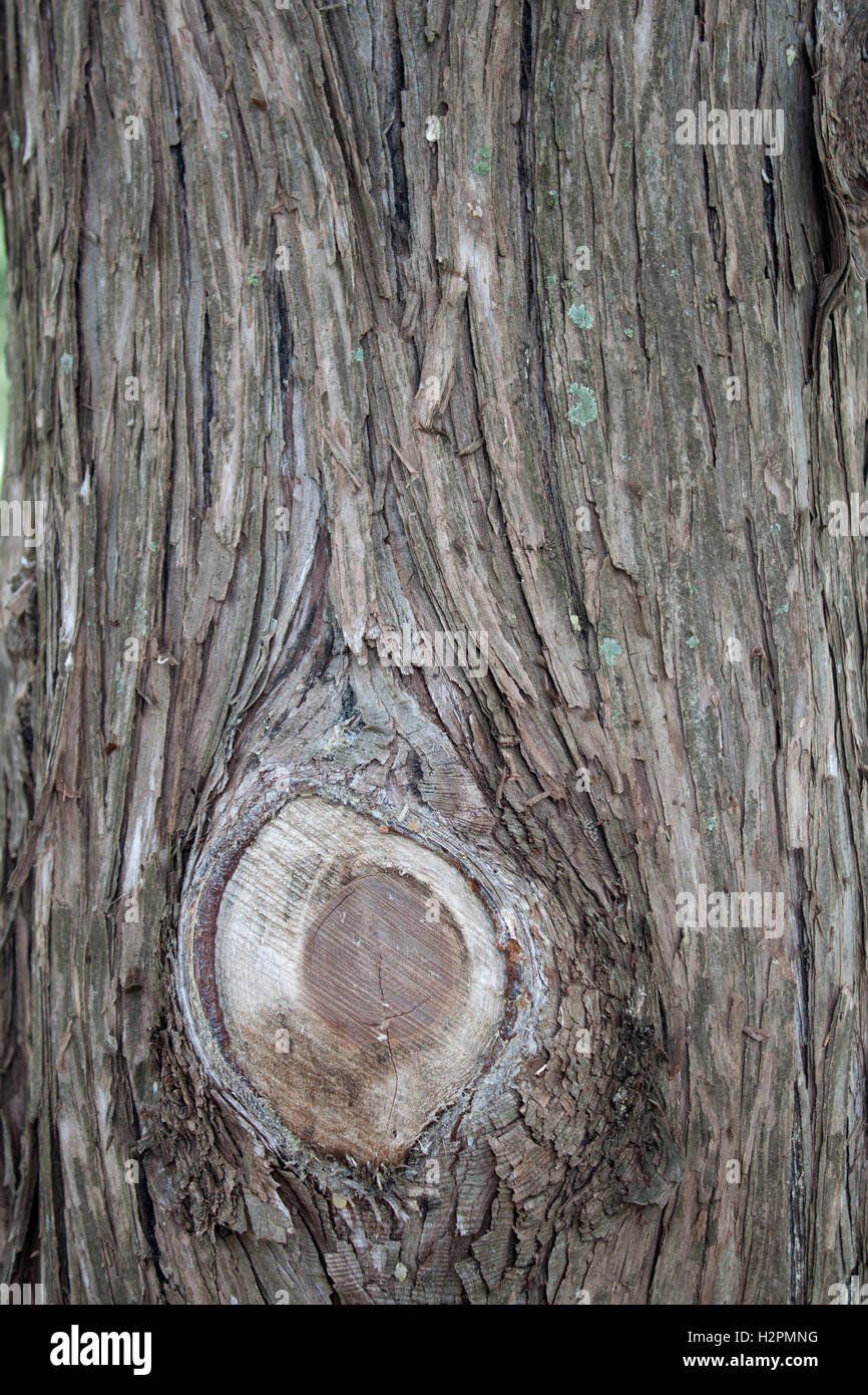 Corteccia di albero di pino nodo con Foto Stock