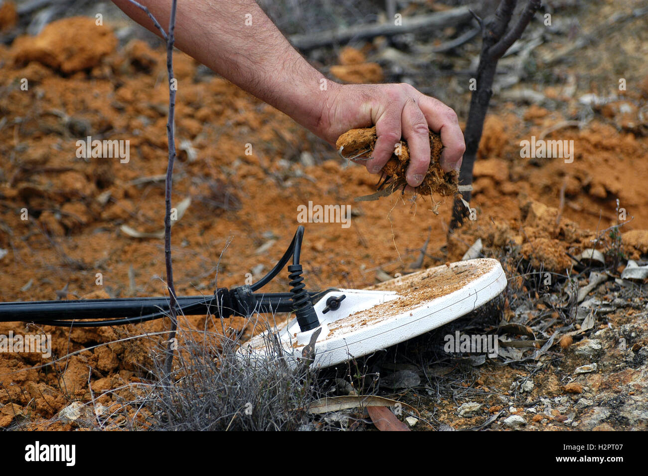Gold prospector raffinando la sua ricerca in mano per trovare una pepita d'oro in una foresta di Victoria in Australia Foto Stock