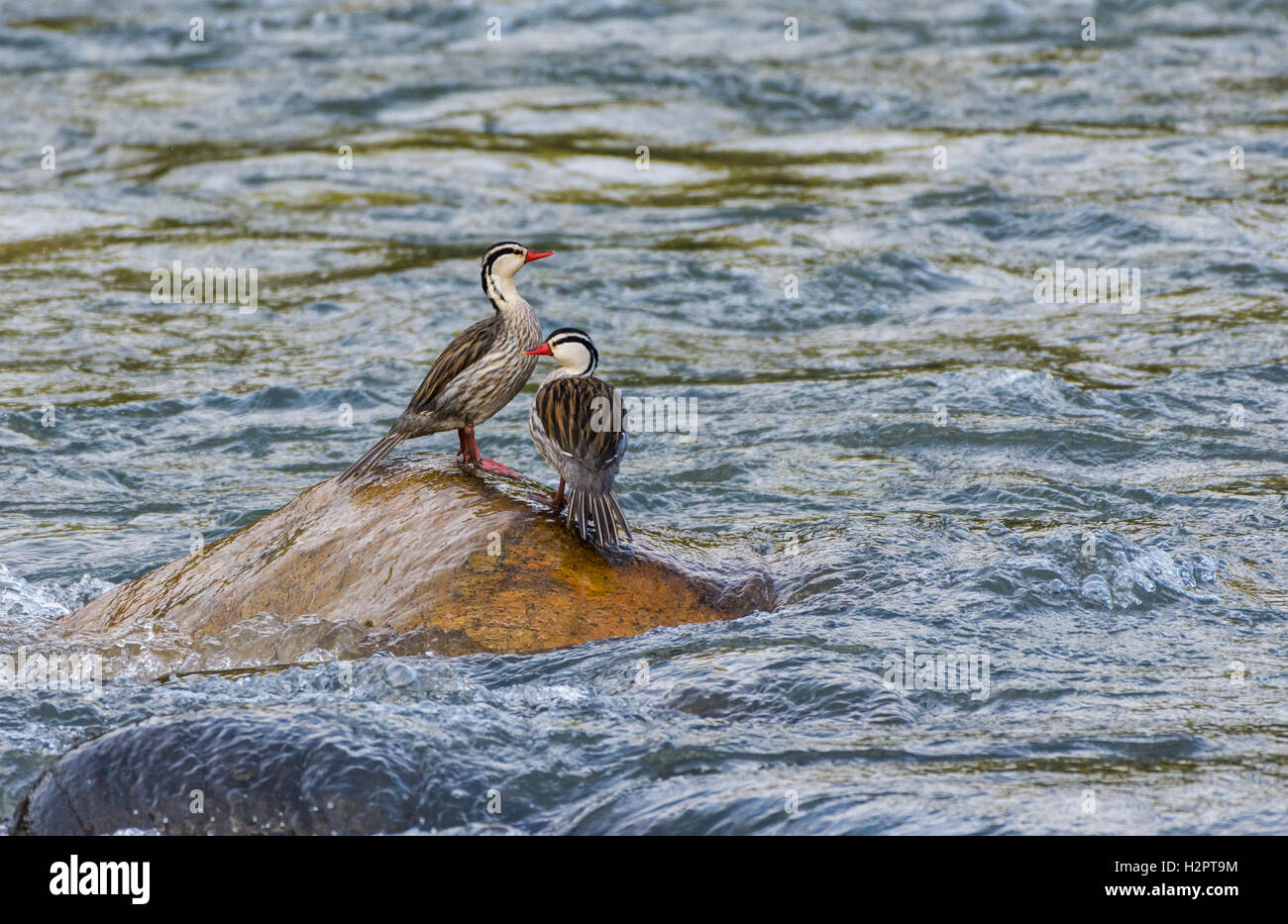 Due maschi anatre Torrent (Merganetta armata) in piedi su una roccia nel centro di Rio Cosanga. Ecuador, Sud America. Foto Stock