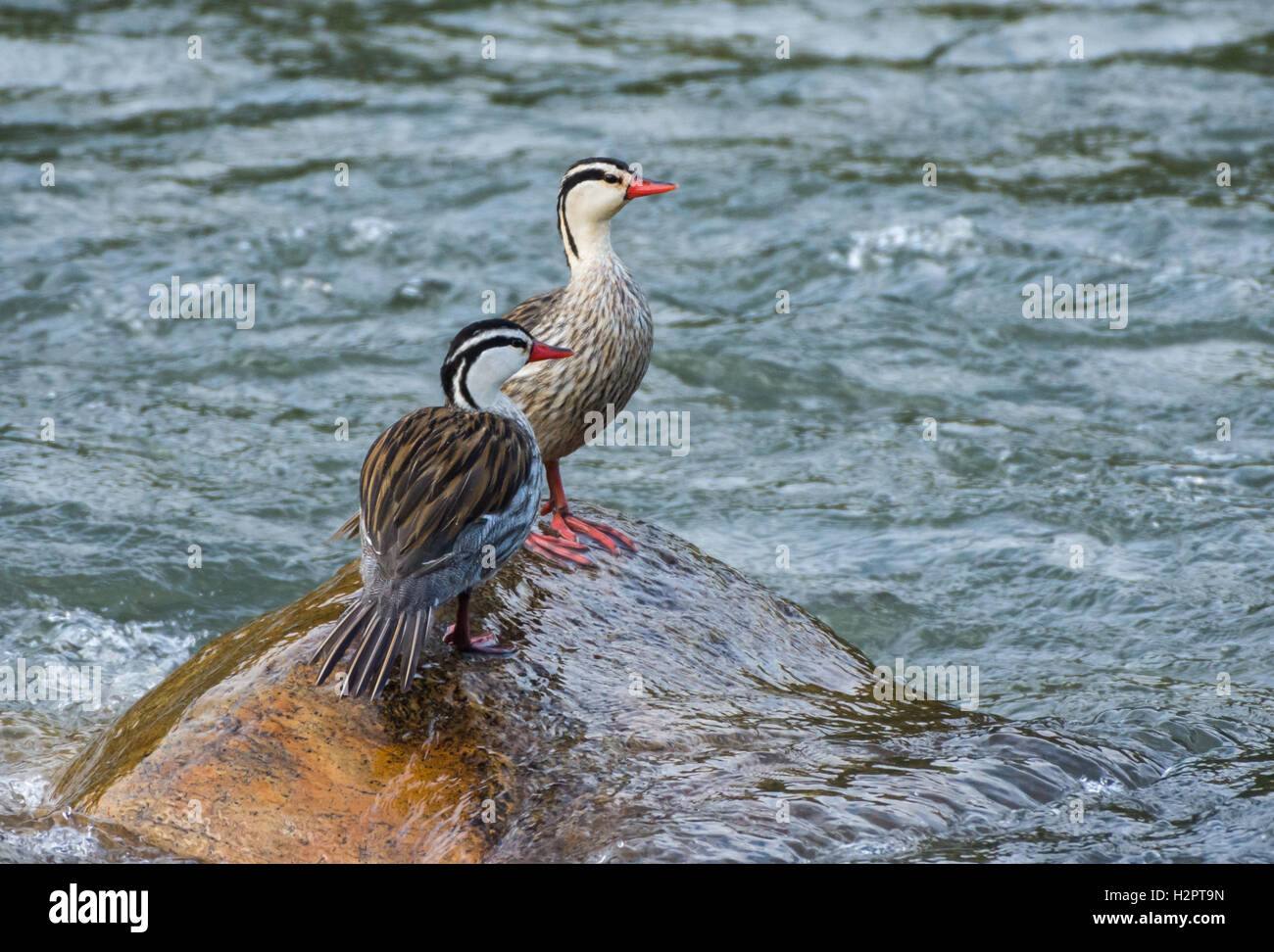 Due maschi anatre Torrent (Merganetta armata) in piedi su una roccia nel centro di Rio Cosanga. Ecuador, Sud America. Foto Stock