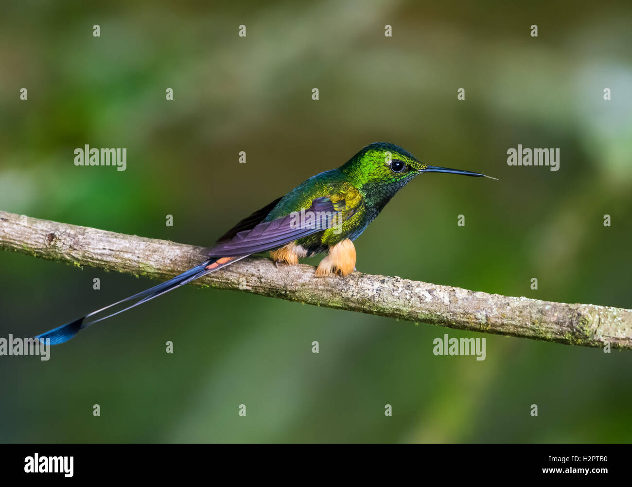 Un avviato Racket-coda (Ocreatus underwoodii) appollaiato su un ramo. Ecuador, Sud America. Foto Stock