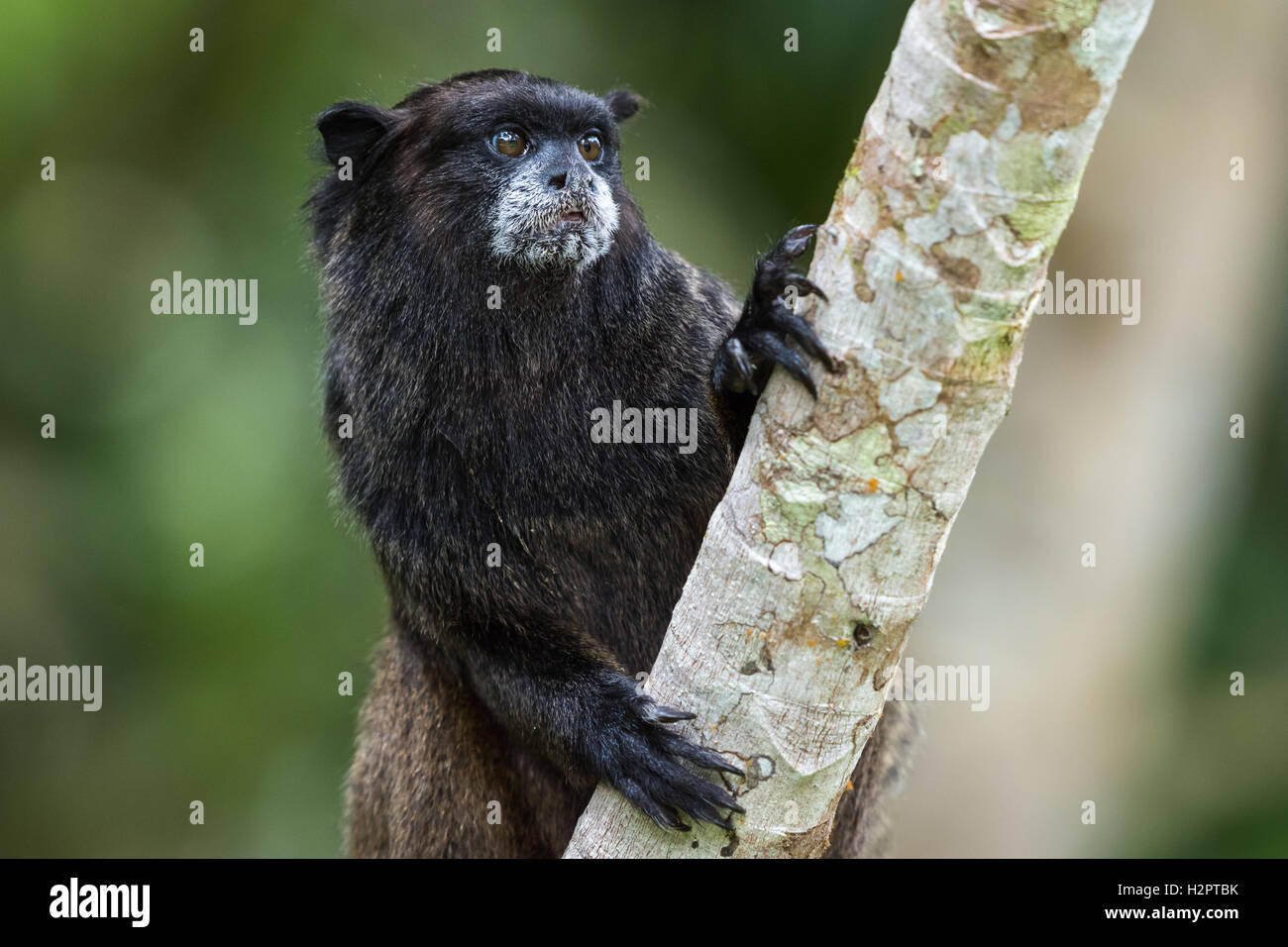 Un Black-mantled Tamarin (Saguinus nigricollis) su un albero in Amazzonia foresta di pioggia. Ecuador, Sud America. Foto Stock