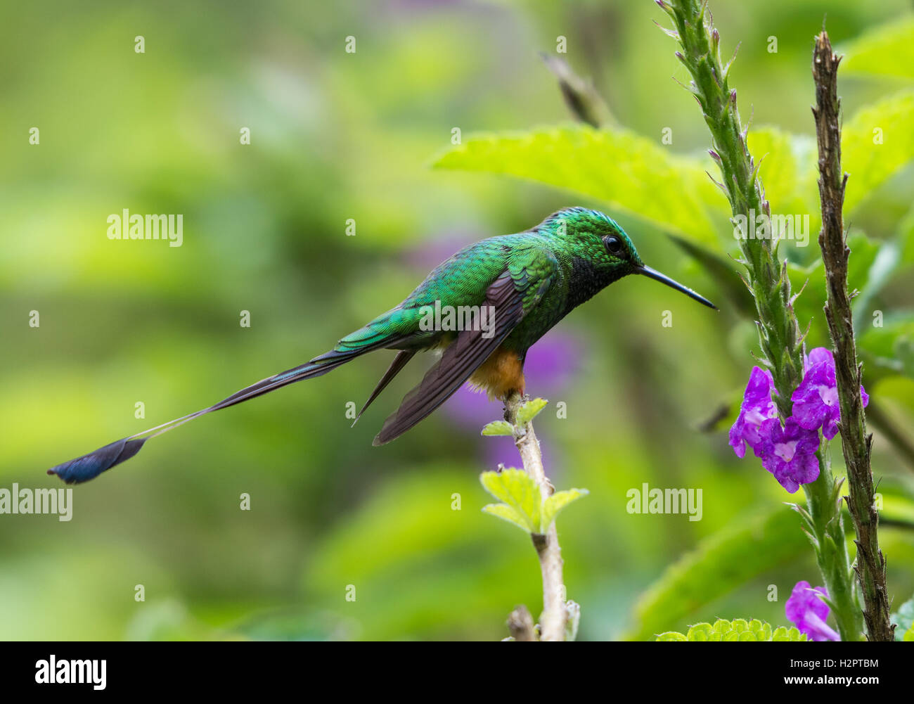 Un avviato Racket-coda (hummingbird Ocreatus underwoodii) alimentazione su fiori. Ecuador, Sud America. Foto Stock