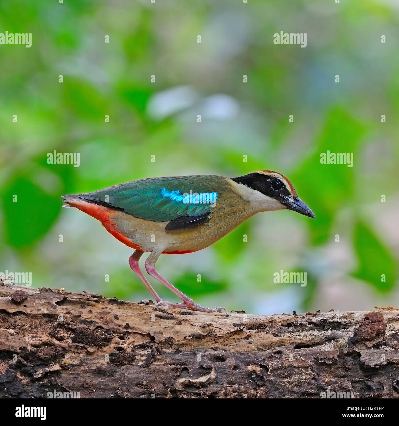 Pitta aliazzurre Foto Stock