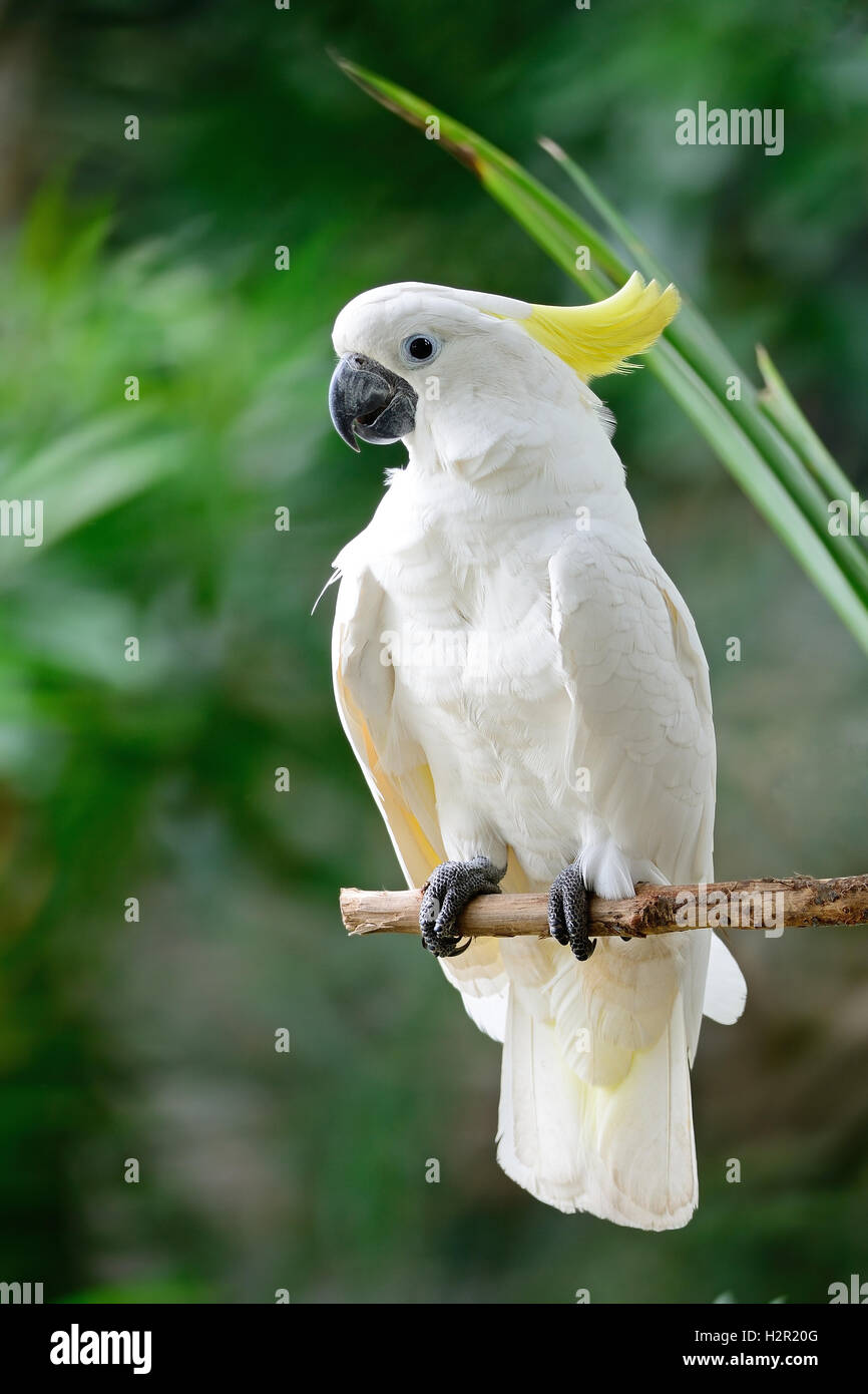 Zolfo-crested Cockatoo Foto Stock