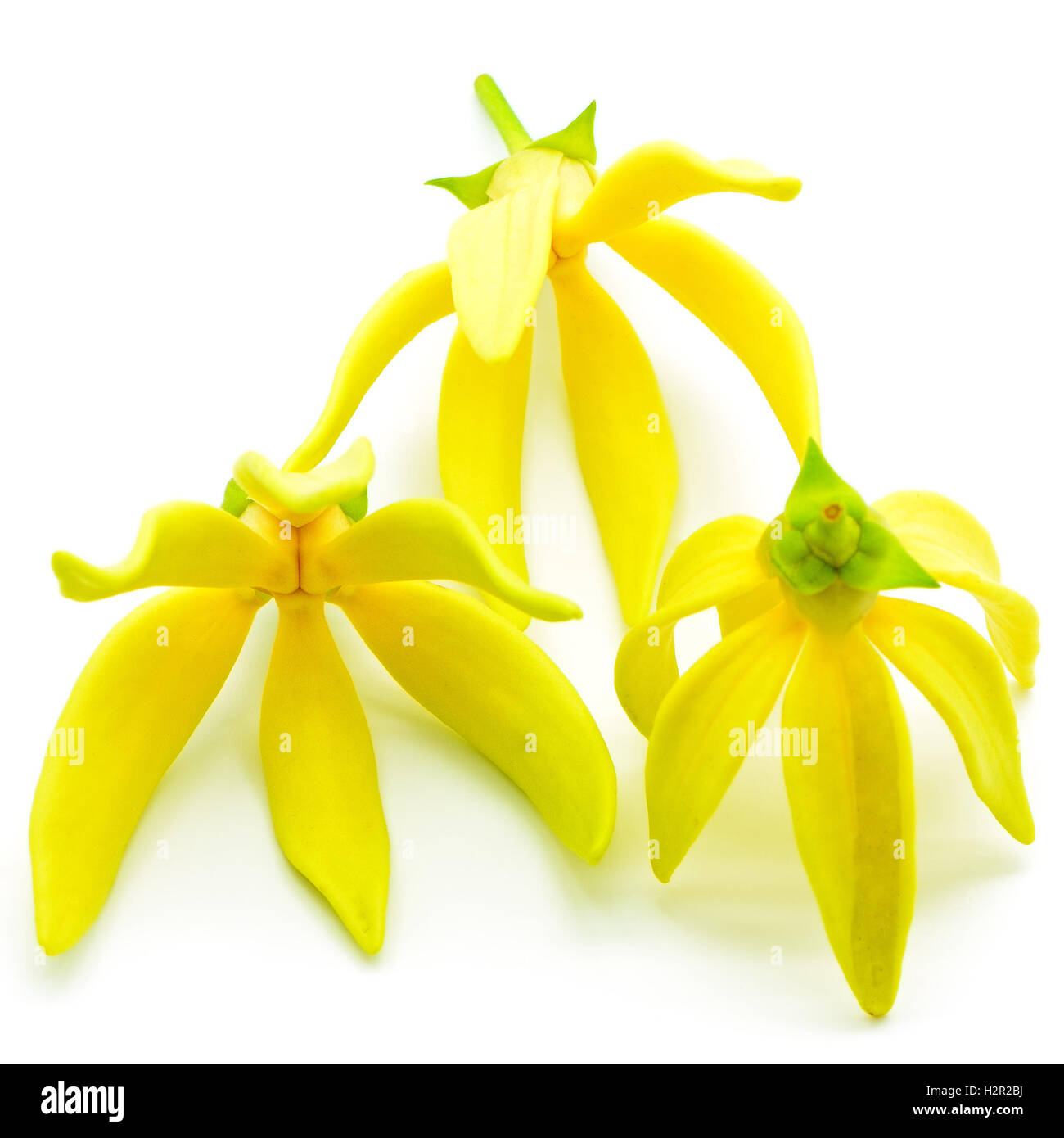 Fiore Ylang-Ylang Foto Stock