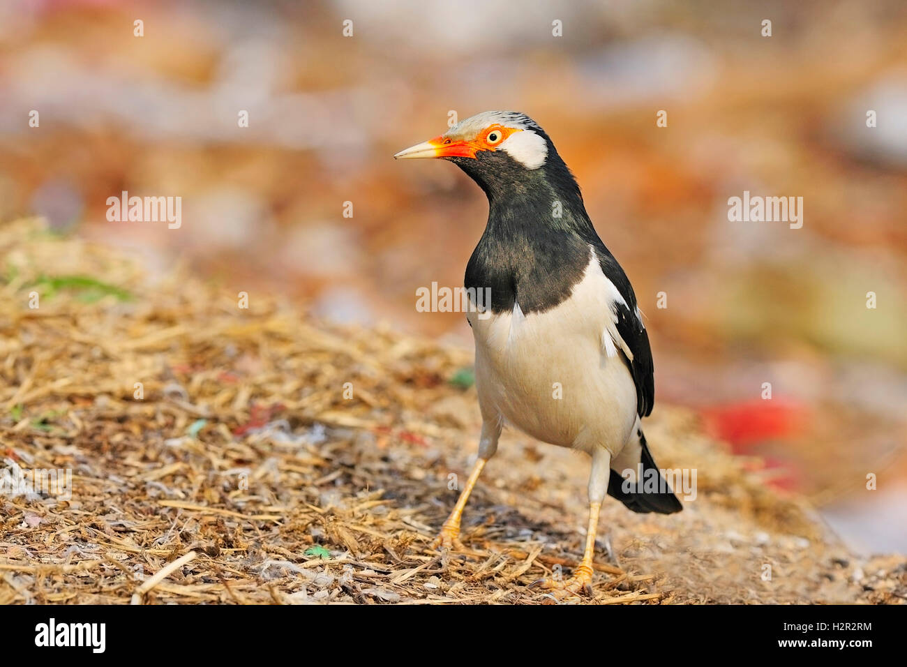 Asian Pied Starling Foto Stock