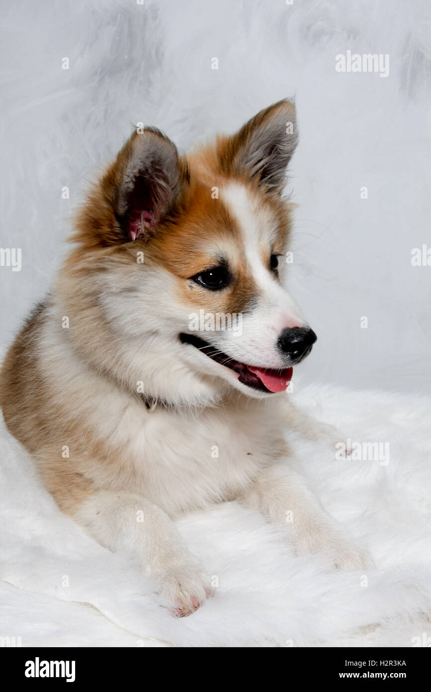 Norwegian lundhund cane Foto Stock