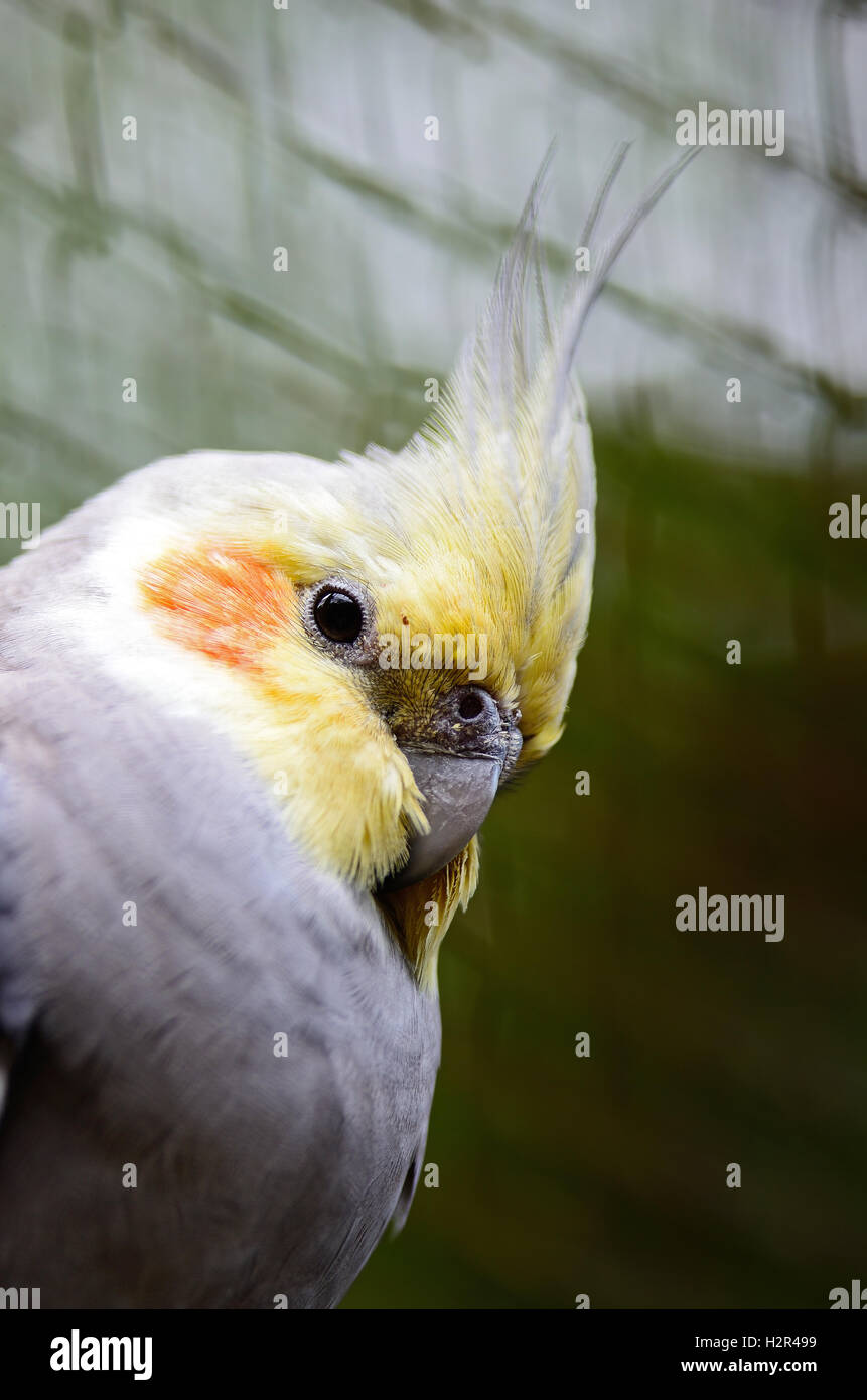 Cockatiel Foto Stock