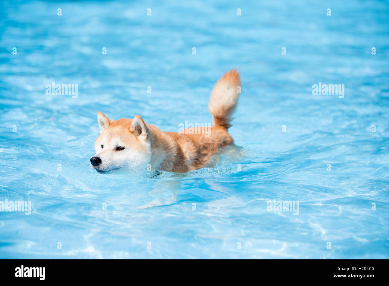 Cane, Akita Inu, nuoto in piscina, acqua azzurra Foto Stock