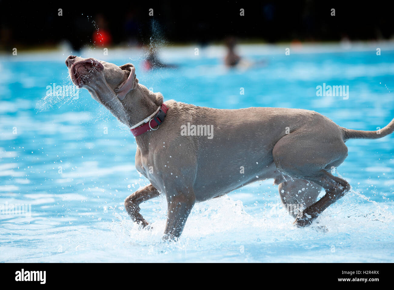 Cane, Weimaraner, in piscina, scuotimento Foto Stock