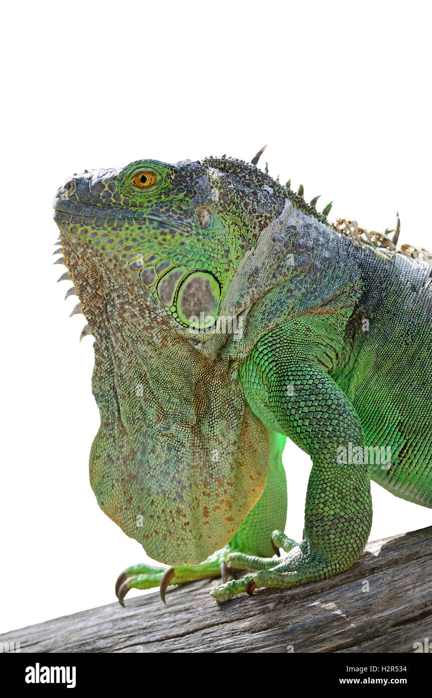 Iguana verde isolato Foto Stock