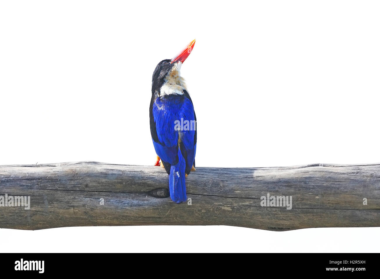 Nero-capped Kingfisher Foto Stock