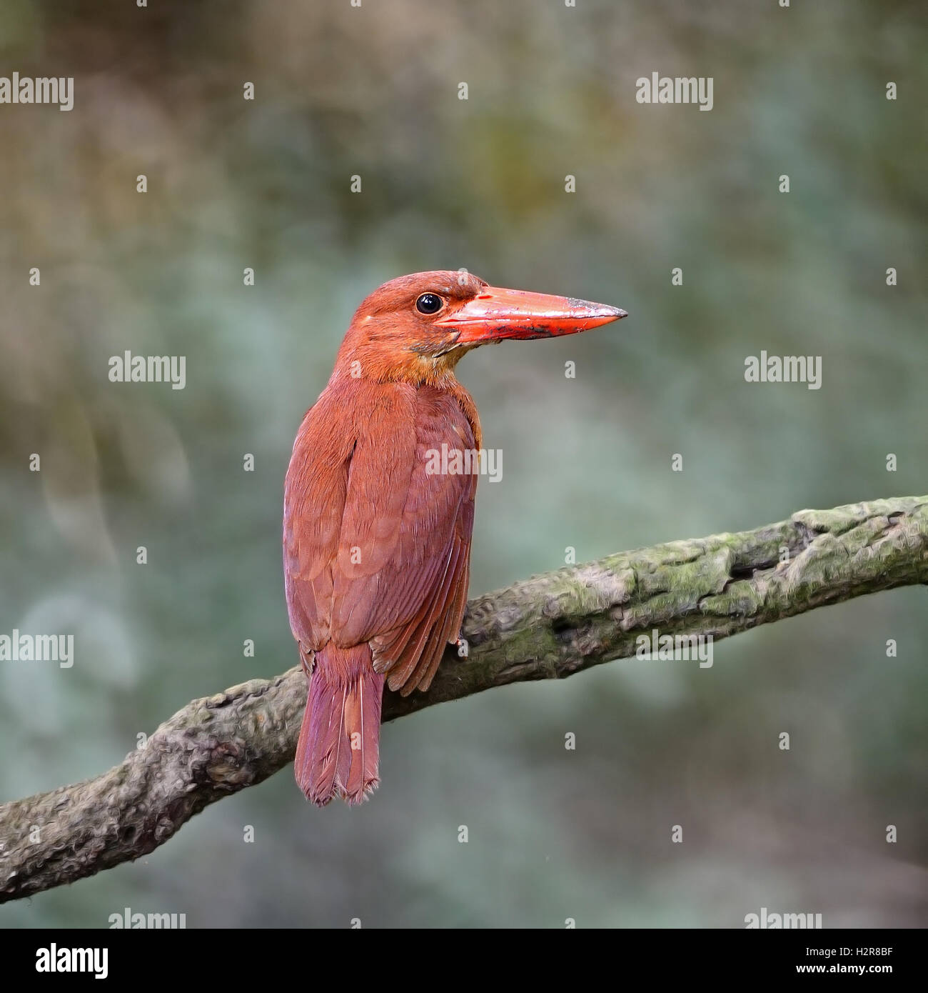 Ruddy femmina Kingfisher Foto Stock