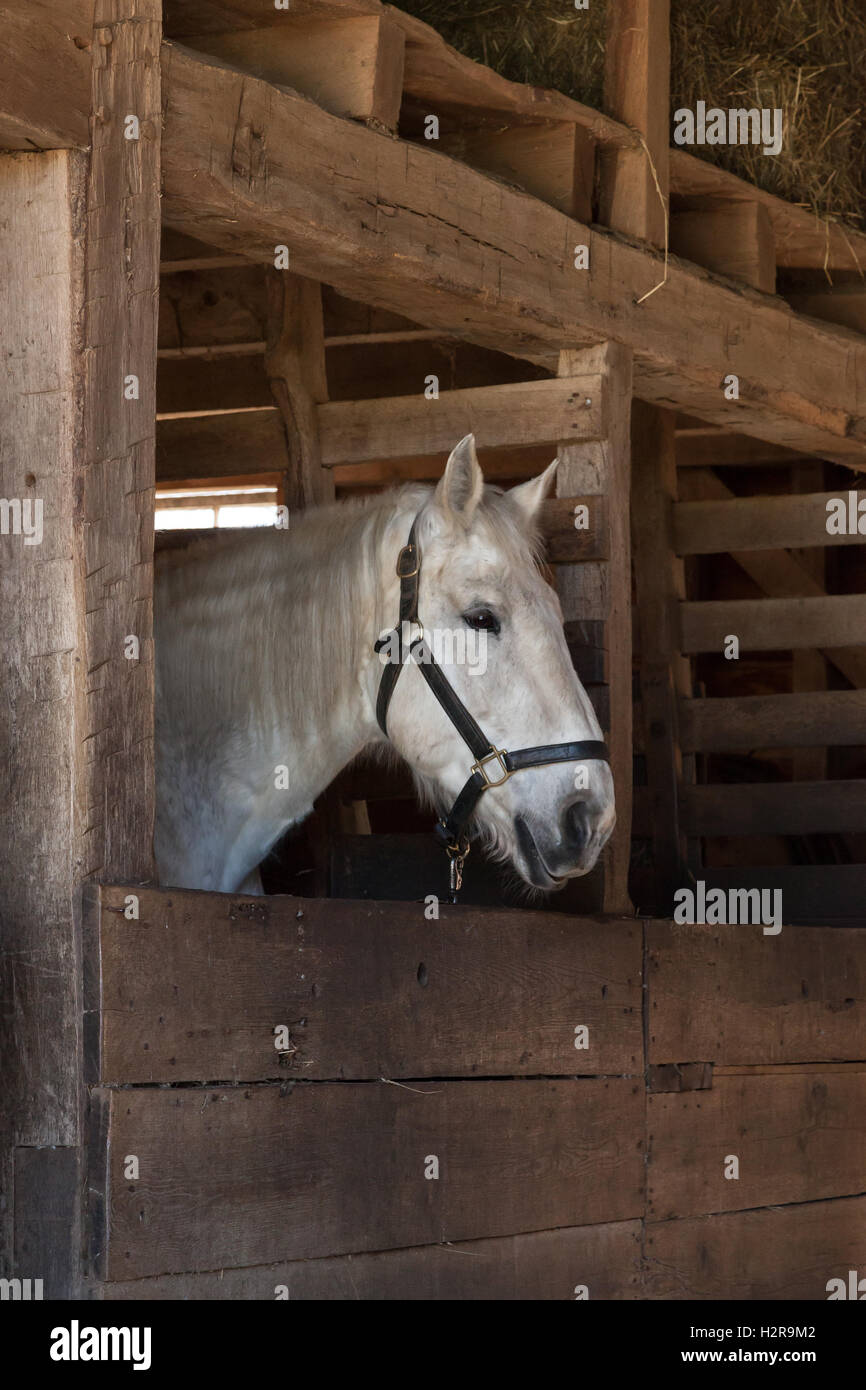 Un cavallo bianco sorge all'interno di una stalla. Foto Stock