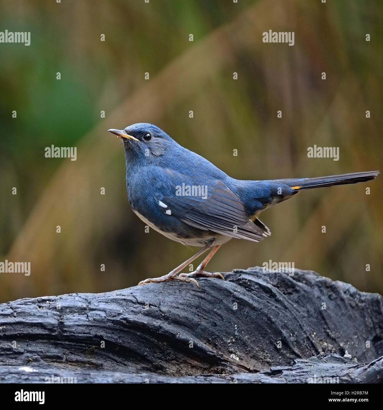 Bianco maschio-Redstart panciuto Foto Stock