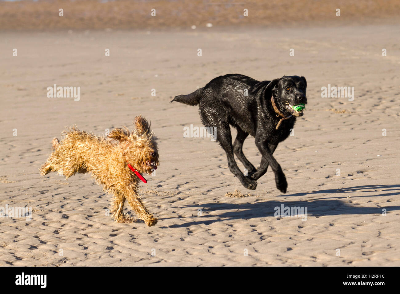 Southport, Lancashire. Il 2 ottobre, 2016. Regno Unito Meteo: perfetta per iniziare la giornata con un cielo terso e sole come proprietari di cani esercitare i loro cani sulla spiaggia Ainsdale. Una varietà di animali, tra cui Cocker Épagneuls, gatti e uno strano ricci Cockapoo pet, chiamato Roger chase in su e in giù il foreshore schizzi nelle acque di marea del mare d'Irlanda. © MediaWorld Immagini/Alamy Live News Credito: MediaWorldImages/Alamy Live News Foto Stock