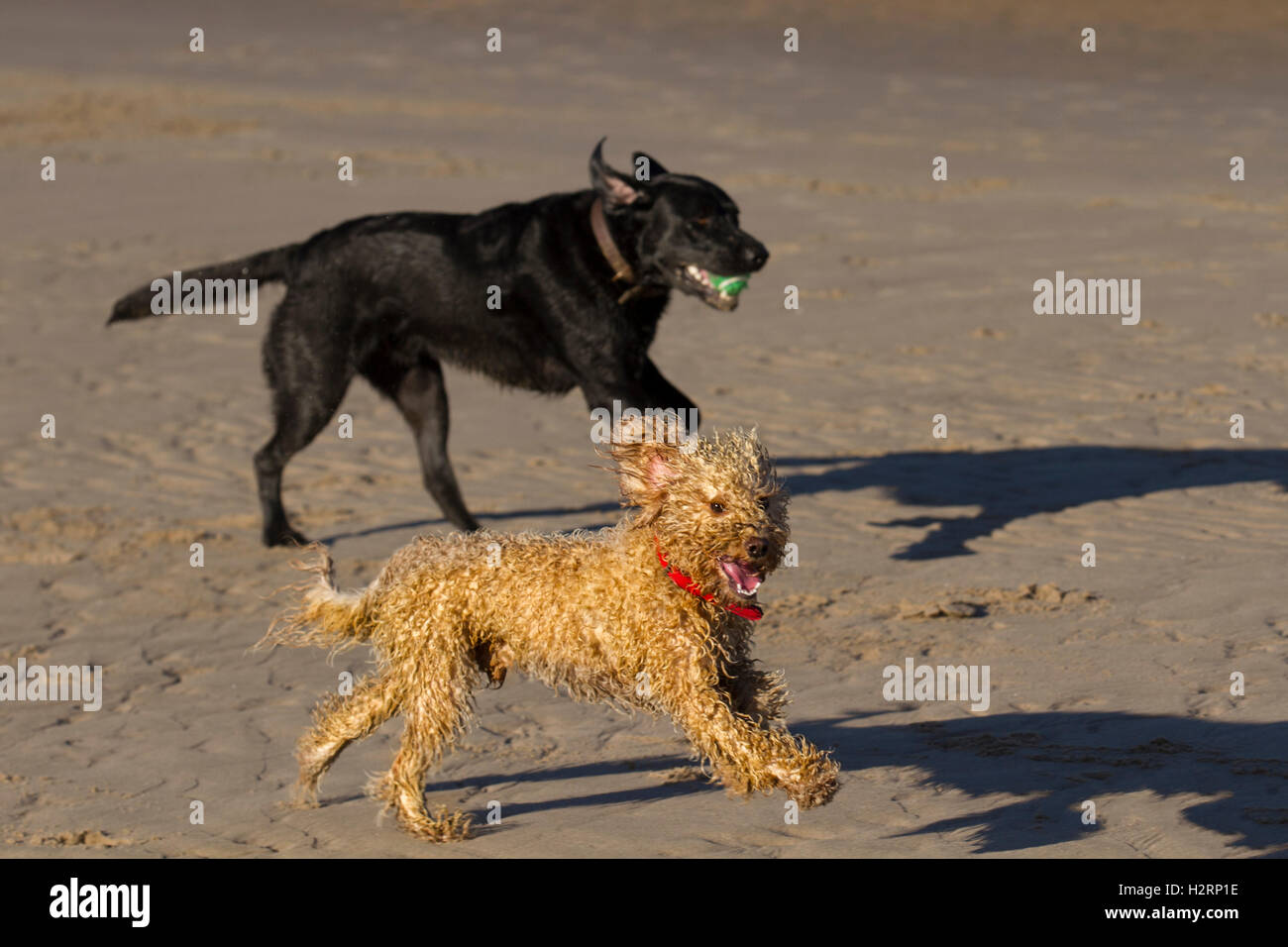 Southport, Lancashire. Il 2 ottobre, 2016. Regno Unito Meteo: perfetta per iniziare la giornata con un cielo terso e sole come proprietari di cani esercitare i loro cani sulla spiaggia Ainsdale. Una varietà di animali, tra cui Cocker Épagneuls, gatti e uno strano ricci Cockapoo pet, chiamato Roger chase in su e in giù il foreshore schizzi nelle acque di marea del mare d'Irlanda. © MediaWorld Immagini/Alamy Live News Credito: MediaWorldImages/Alamy Live News Foto Stock